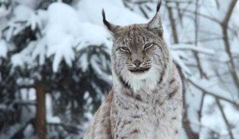 Lynx